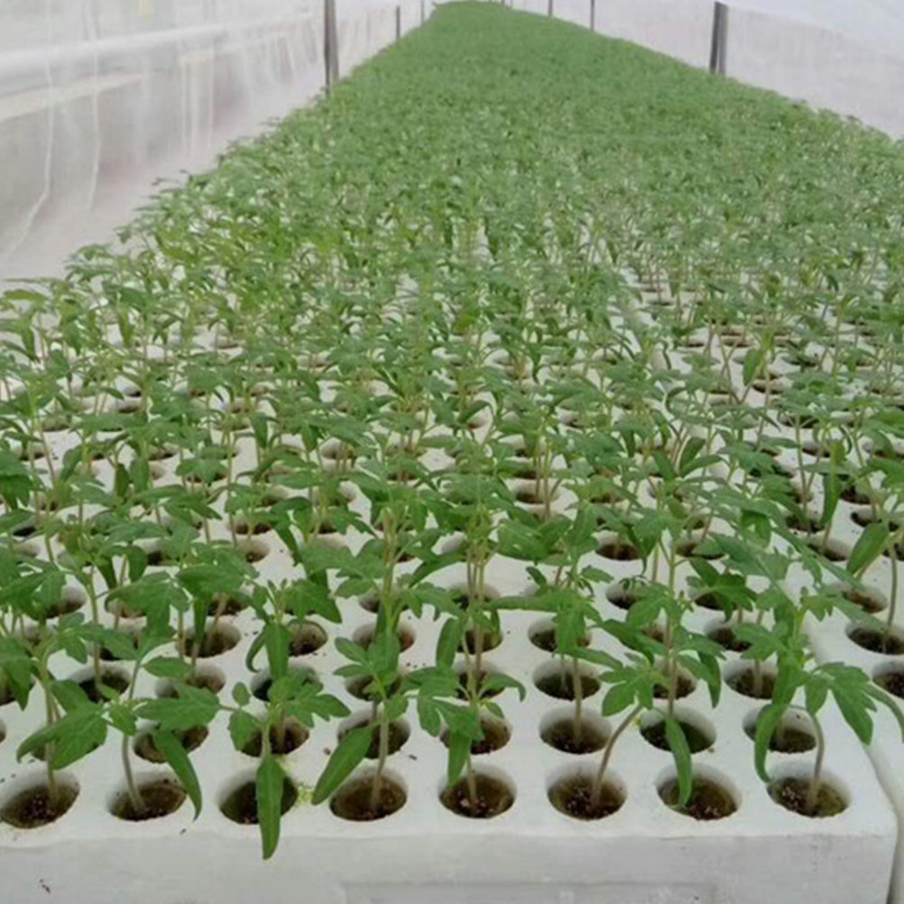 40Pcs Grow Soilless Culture Hy - đánh giá và giá Hydroponic Kit