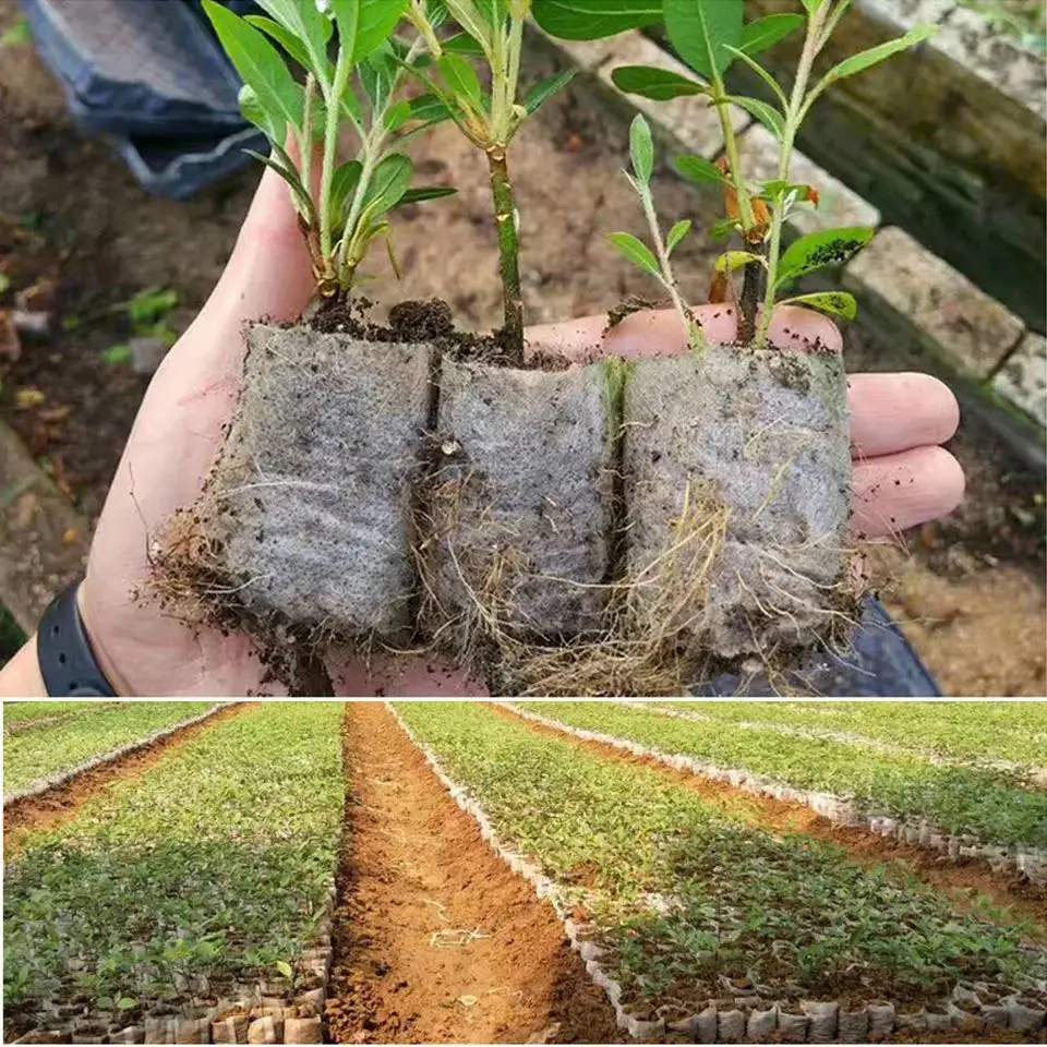 100pcs Biodegradable Seed Nurs - đánh giá và giá Seed Starter Tray