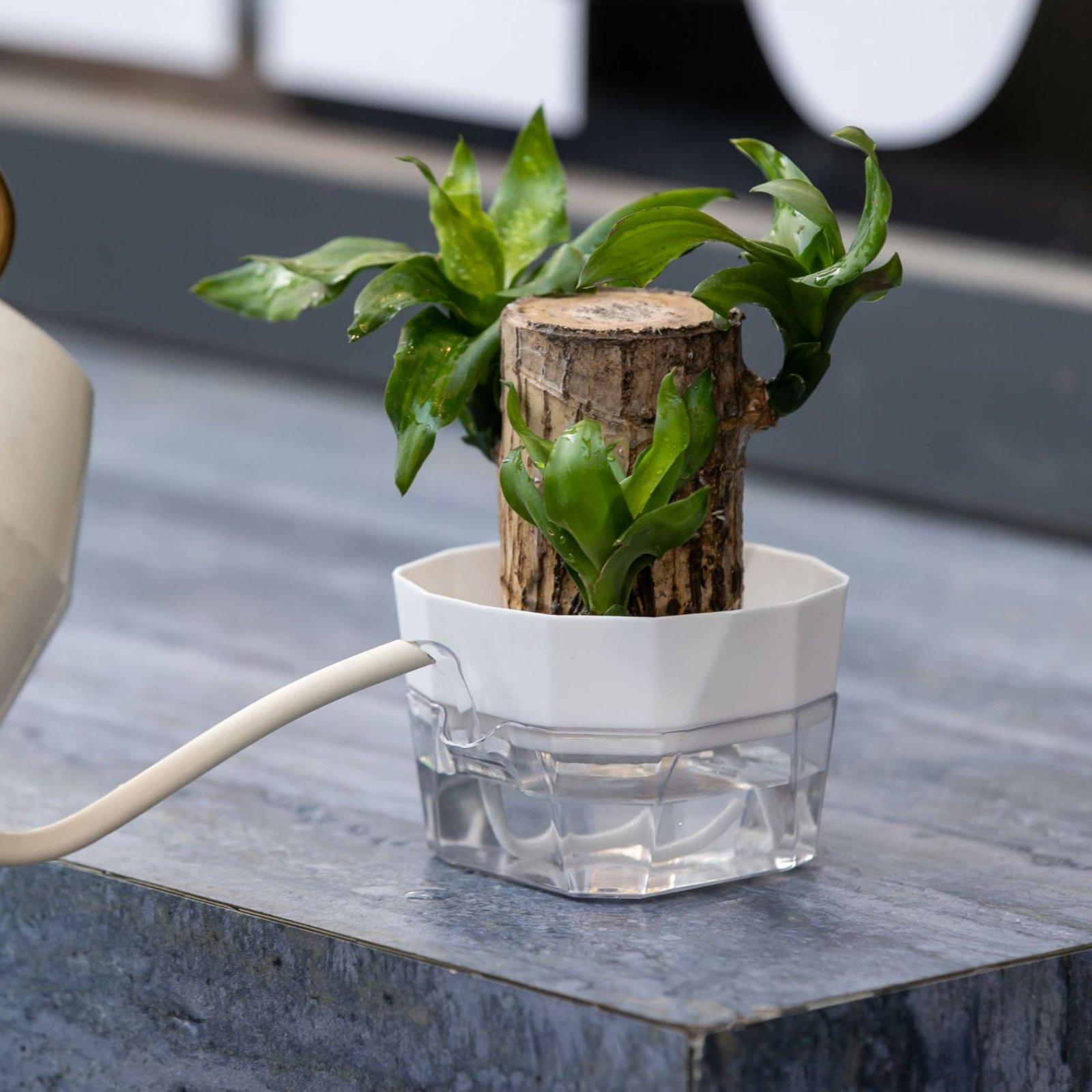 Hydroponic Vase Two Layer Self - đánh giá và giá Plant Pot