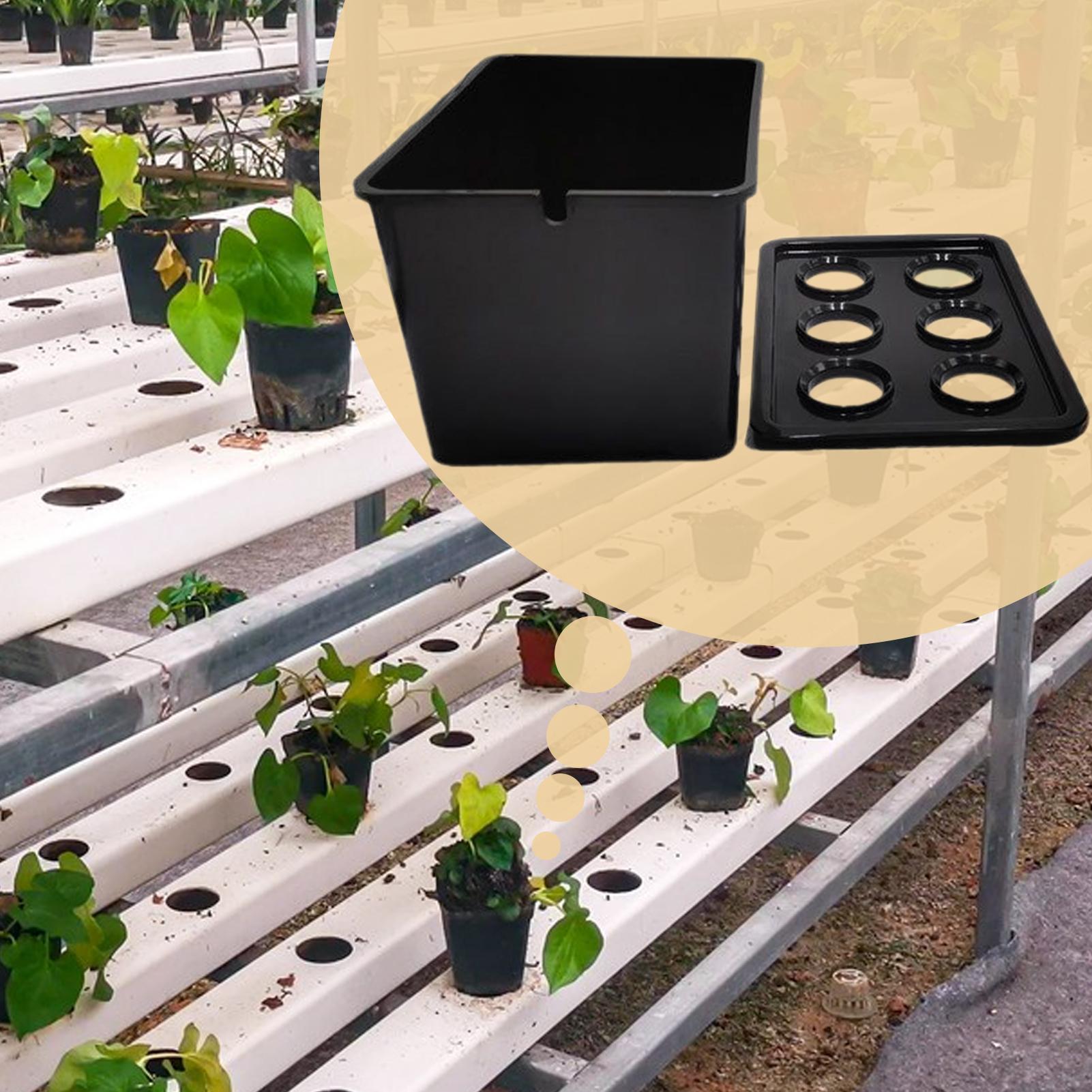 Hydroponic Planting Kit Beginn - đánh giá và giá Hydroponic Kit