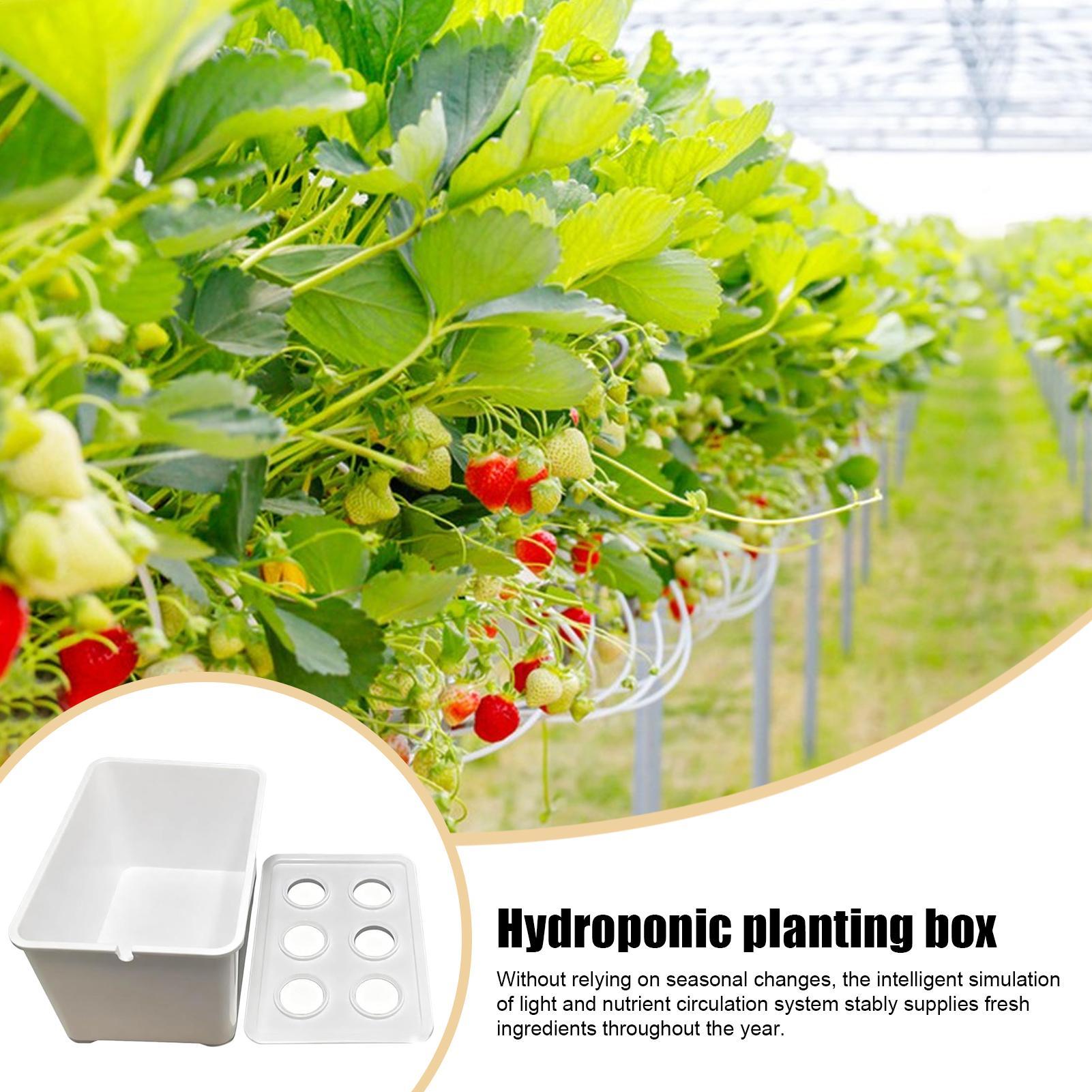 Hydroponic Planting Kit Beginn - đánh giá và giá Hydroponic Kit