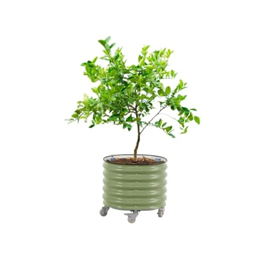 Rolling Citrus Tree Planter Ge - đánh giá và giá Self Watering Planter