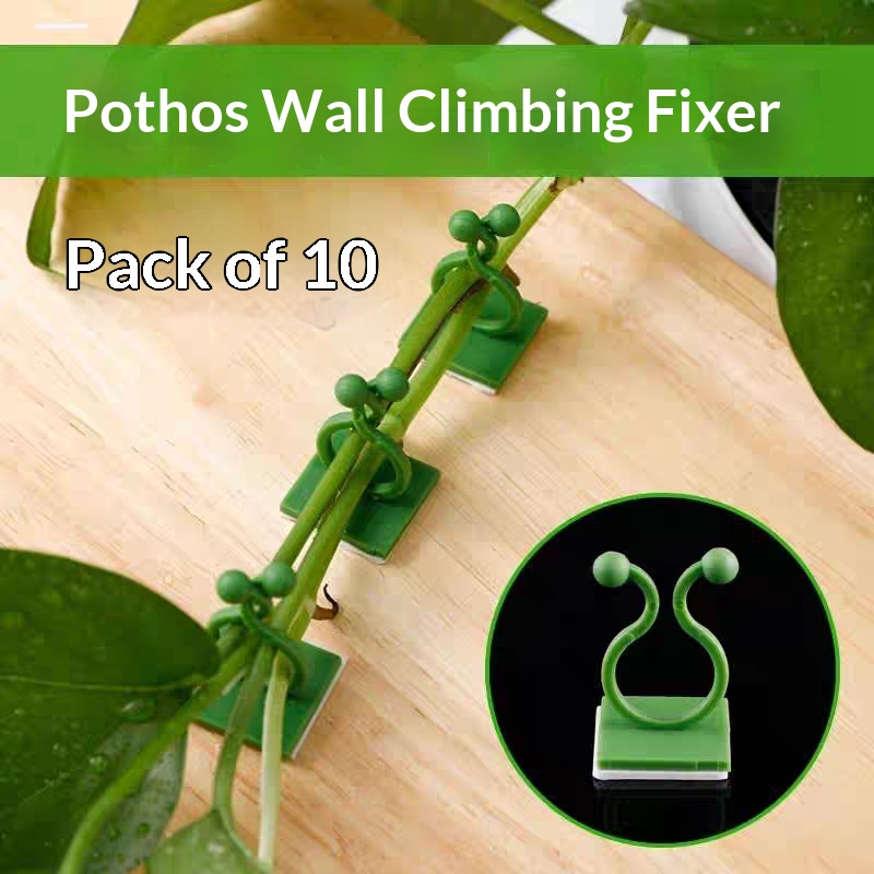 Self‑Adhesive Plant Climbing W - đánh giá và giá Indoor Herb Garden