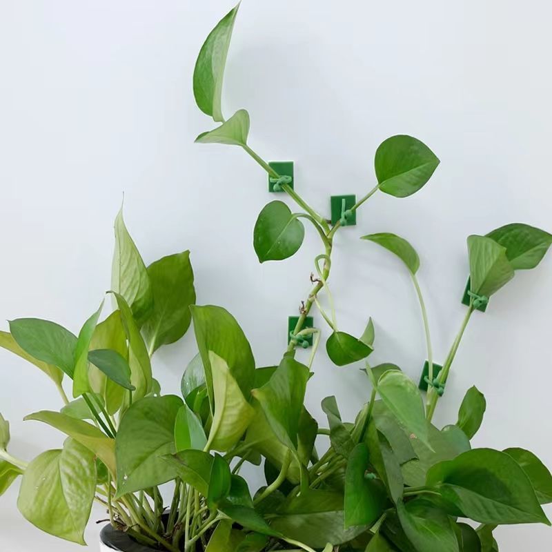 Self‑Adhesive Plant Climbing W - đánh giá và giá Indoor Herb Garden