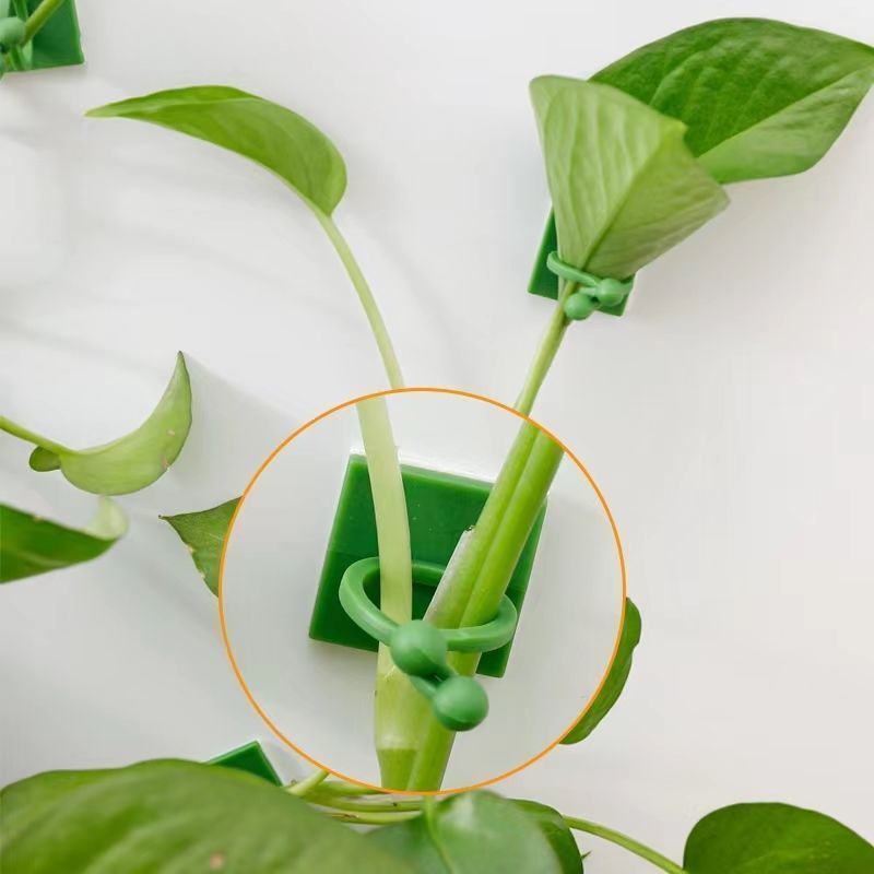 Self‑Adhesive Plant Climbing W - đánh giá và giá Indoor Herb Garden