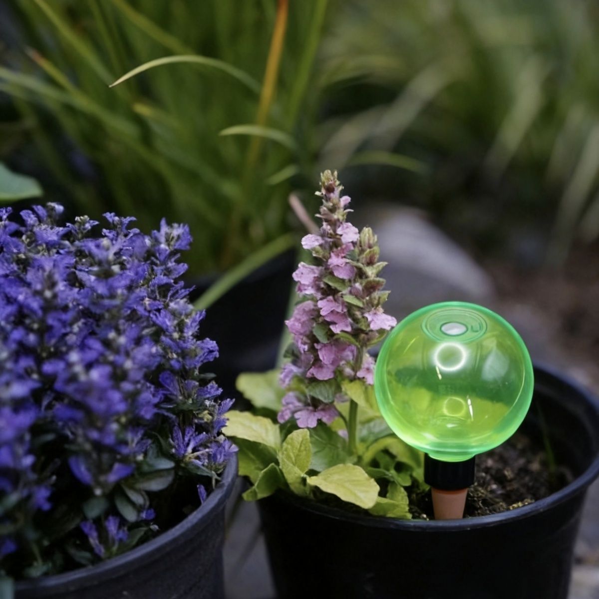 3pcs Large Plant Self Watering - đánh giá và giá Self Watering Planter