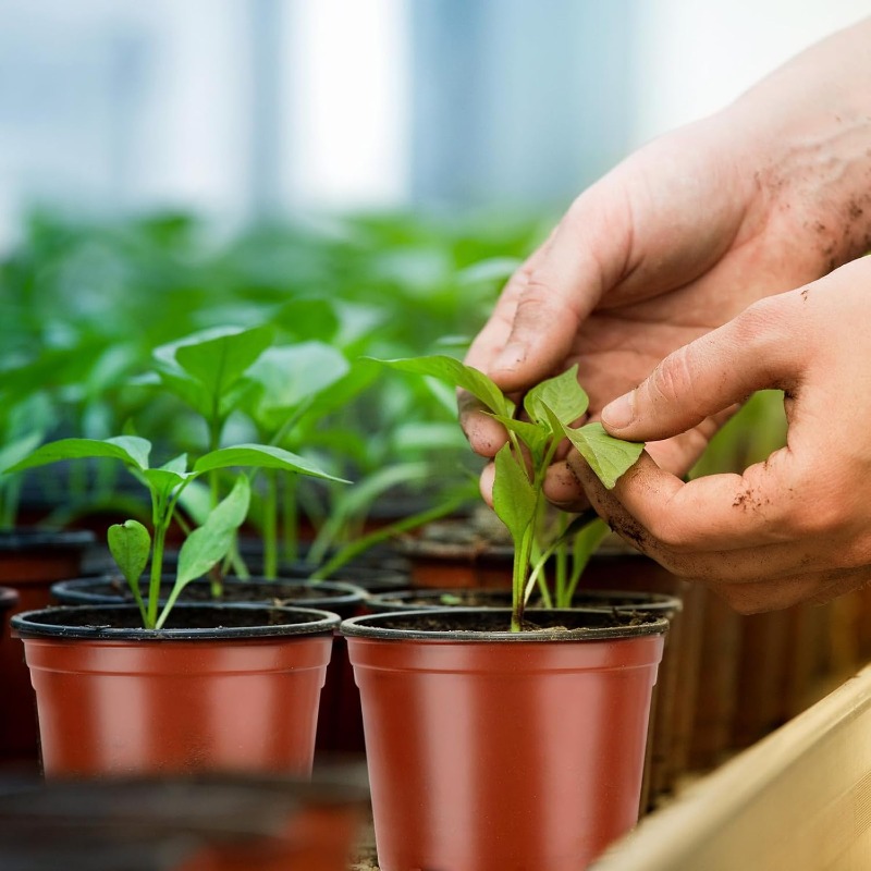 100/20x Seeding Nursery Pot Bl - đánh giá và giá Seed Starter Tray